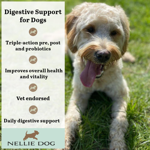 NELLIE DOG - Digestive supplement for Dogs - Triple action Pre, Pro and Postbiotic - Vet endorsed Formula - 150g